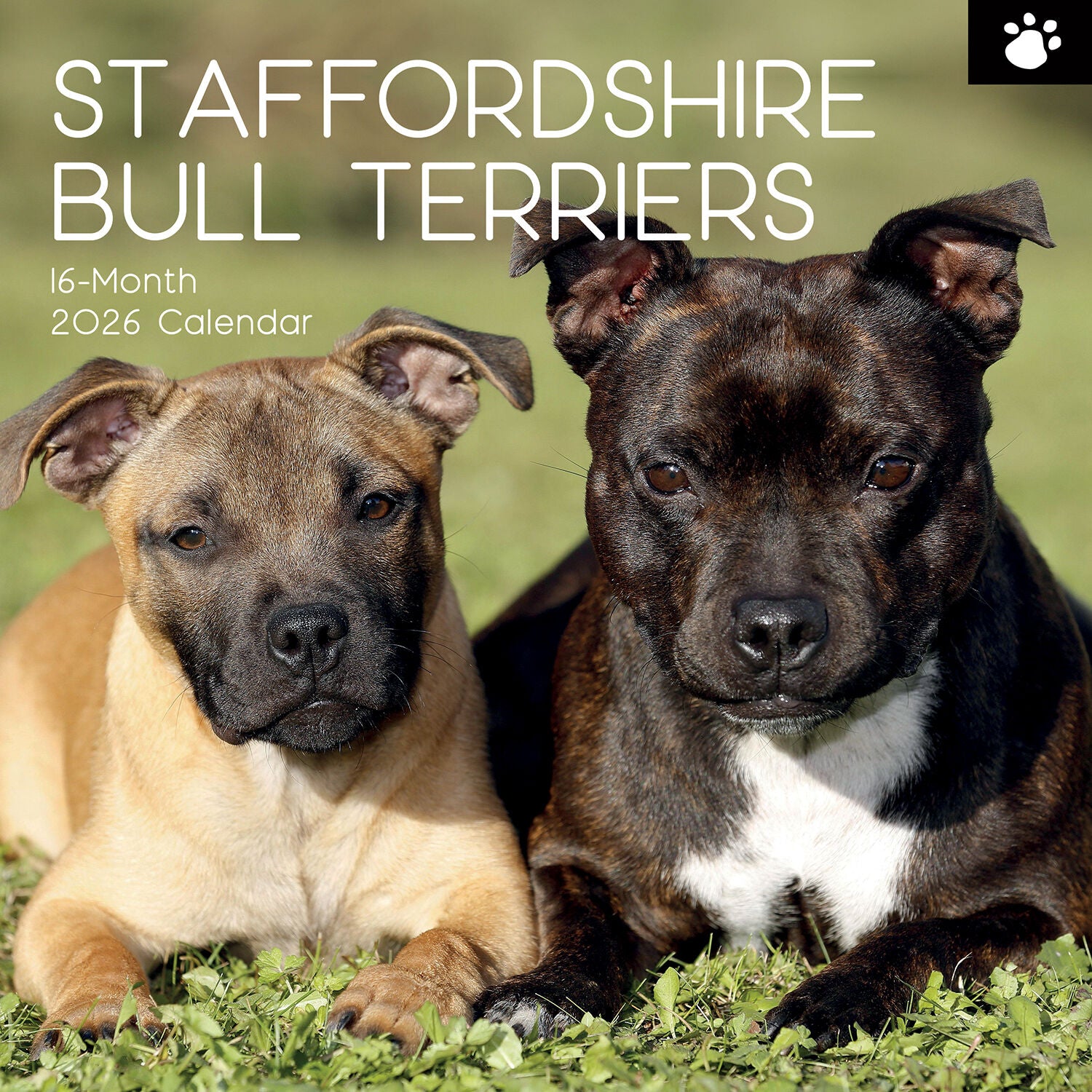 2026 Paw Prints Staffordshire Bull Terriers – Square Wall Calendar| The Gifted Stationery Co. (GSC261121) 2026 Paw Prints Staffordshire Bull Terriers – Square Wall Calendar| The Gifted Stationery Co. (GSC261121)